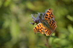 花と蝶II-CXLVI！