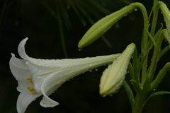季節の花MCDLXXXV！