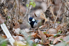 里山の野鳥LXXIII！