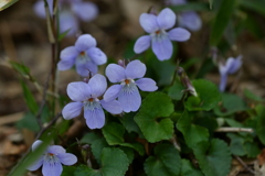 季節の花CCCXLVI！
