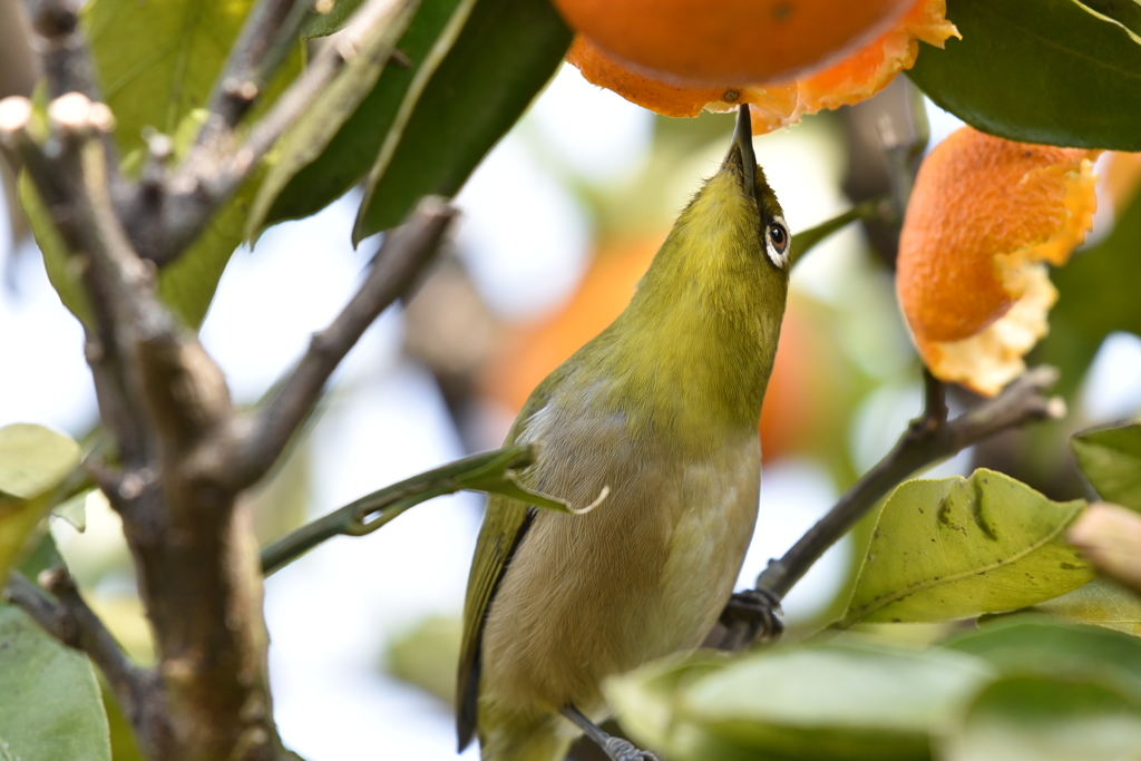 身近にいる野鳥XV！