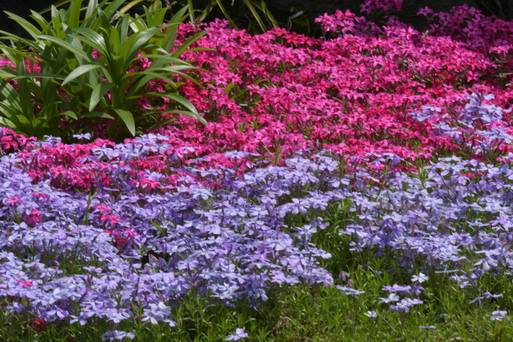 季節の花MCDXLV！