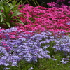 季節の花MCDXLV！