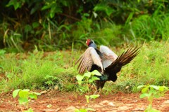 身近にいる野鳥DVII！