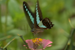 花と蝶II-CXVIII！