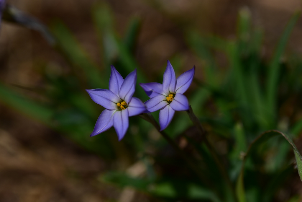 季節の花DCIX！