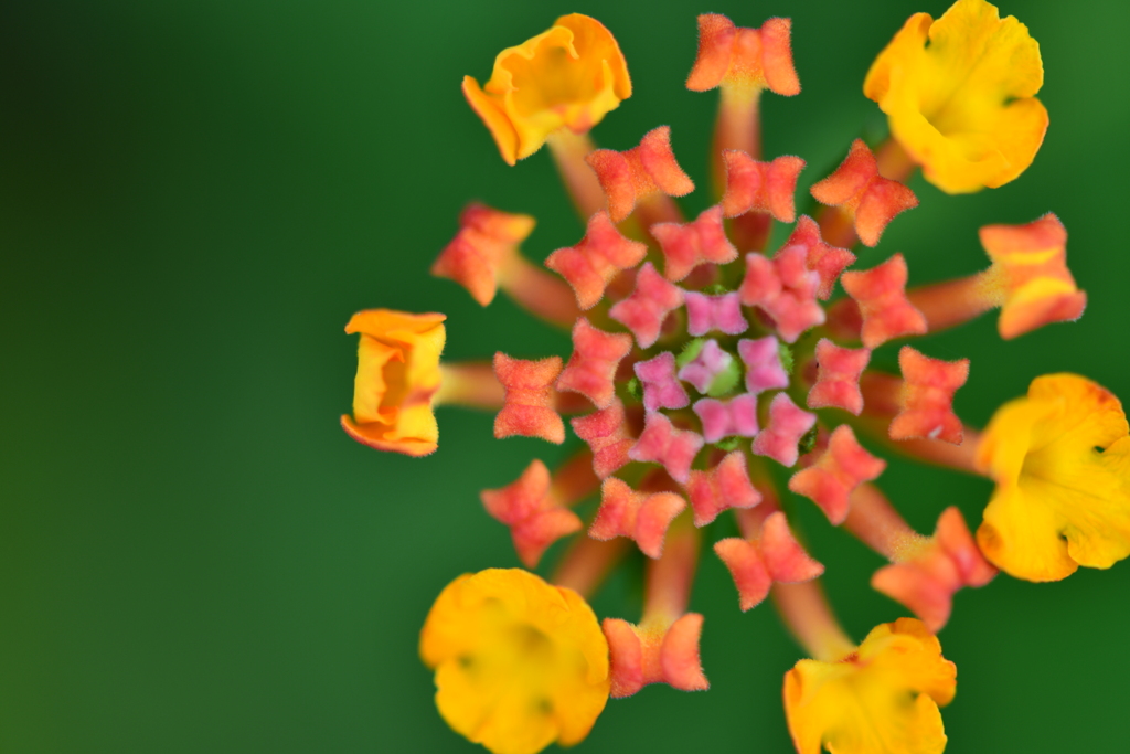 季節の花CCXXVIII！
