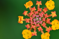 季節の花CCXXVIII！