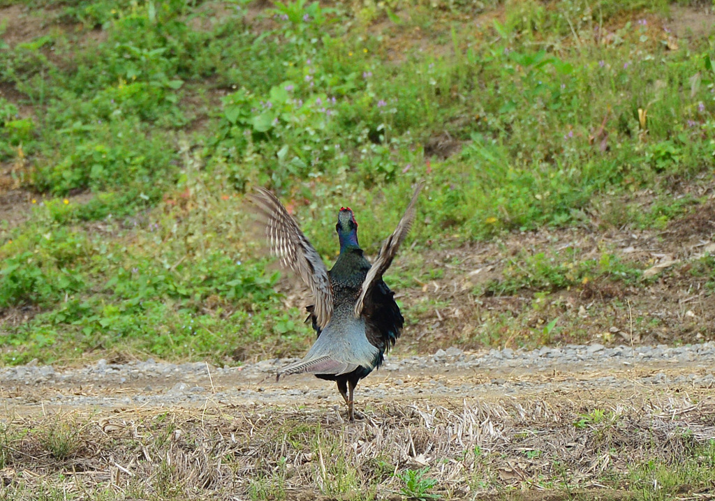 身近にいる野鳥CCCLXVIII！
