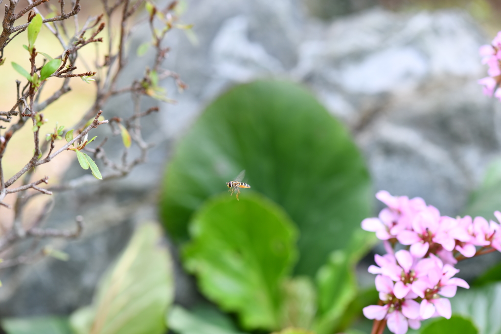 虫・昆虫と花LXXV！