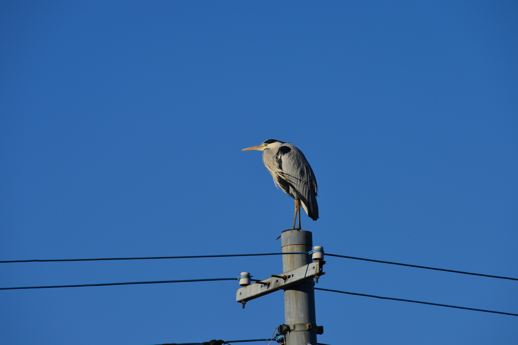 身近にいる野鳥CCXXXIV！