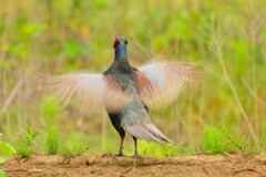 身近にいる野鳥CDLXXI！