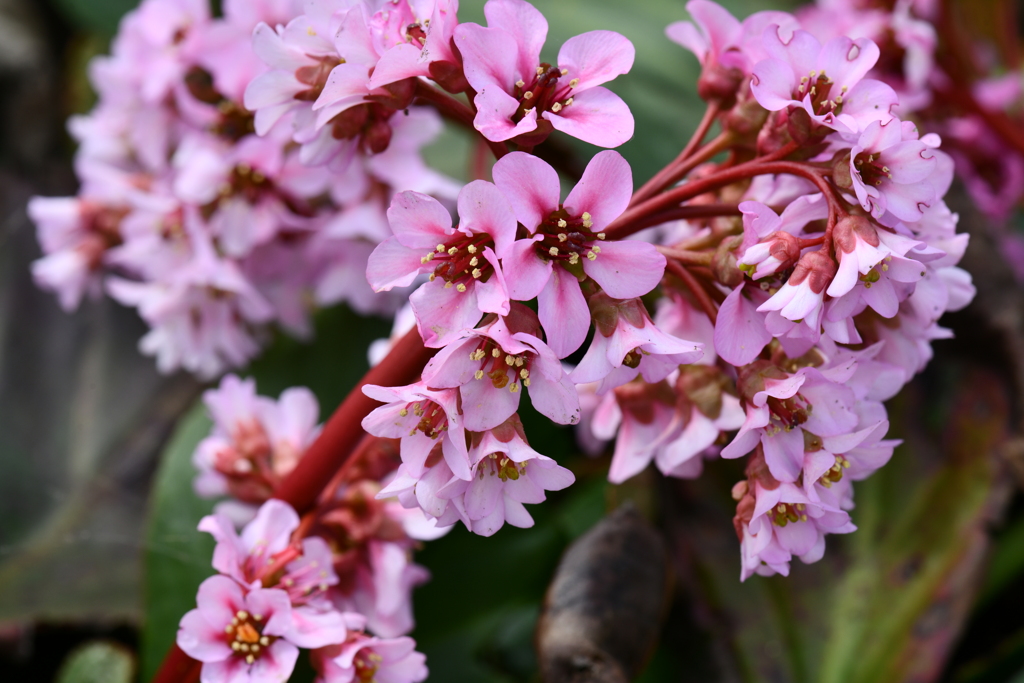 季節の花MCXCVII！