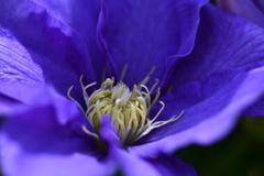 季節の花DCCXXXI！