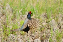 身近にいる野鳥CDLXXXIX！