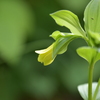 季節の花MCCXLVI！