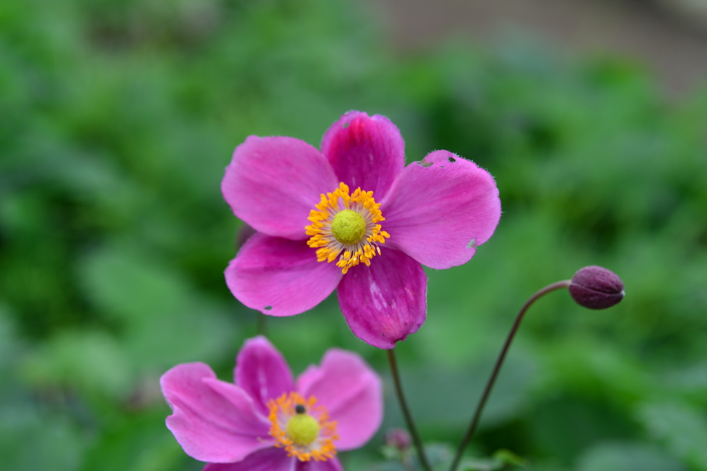 季節の花DXXXVI！