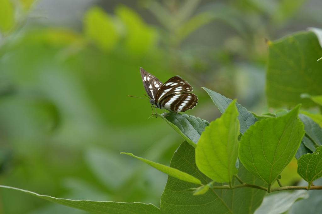 里山の蝶CDXXVIII！