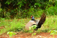 身近にいる野鳥DIX！