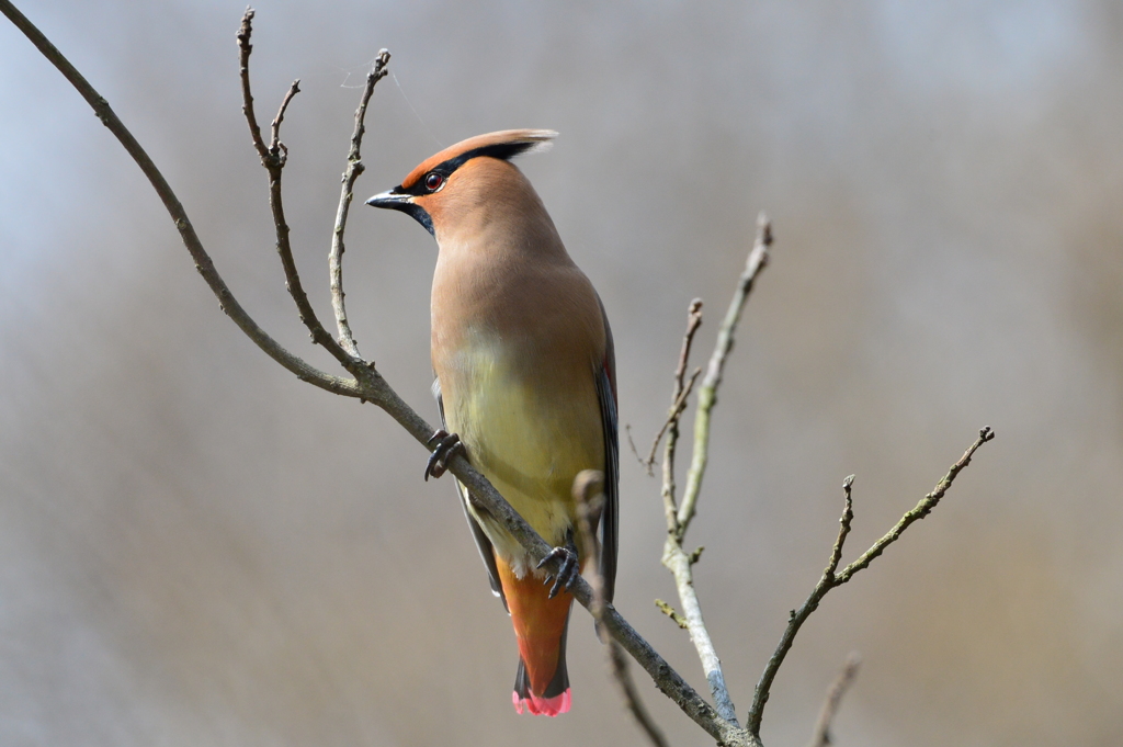 里山の野鳥XCII！