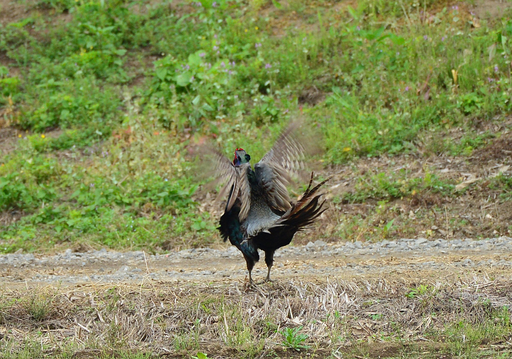 身近にいる野鳥CCCLXIX！