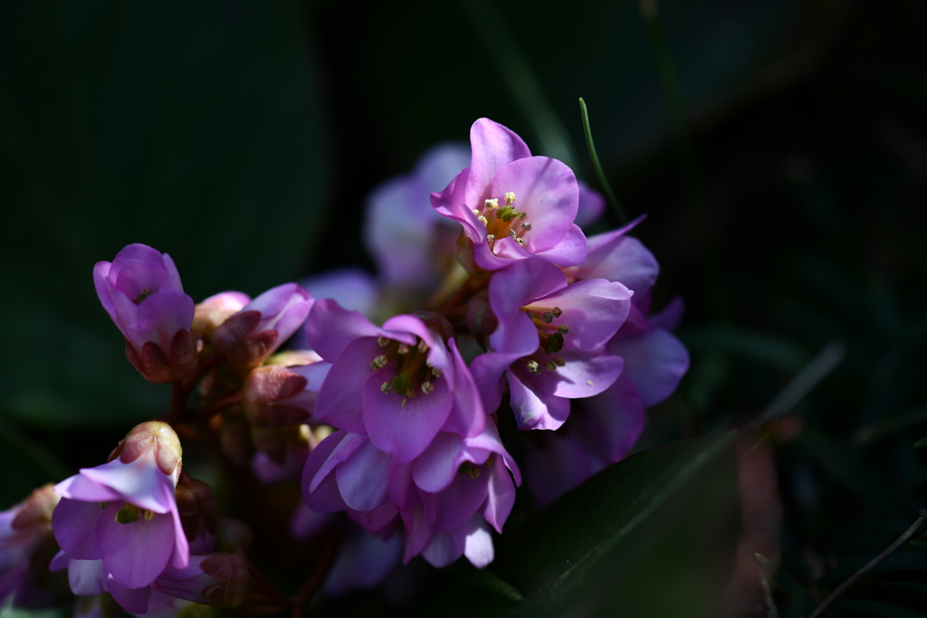 季節の花DCXIII！