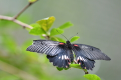 南国の蝶LXXII！