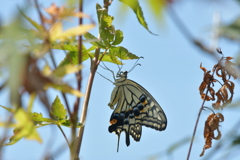 恋の季節CCLVI! 恋の季節CCLVI!