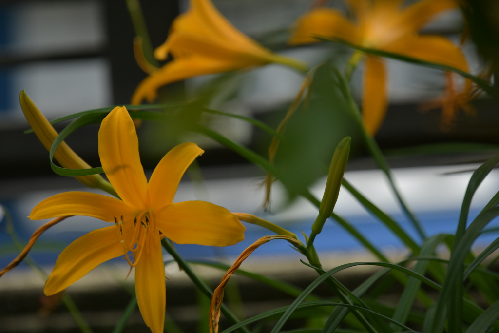季節の花MCCXCIII！