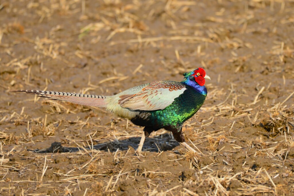 身近にいる野鳥CD！
