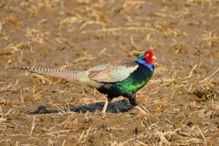 身近にいる野鳥CD！