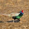 身近にいる野鳥CD！