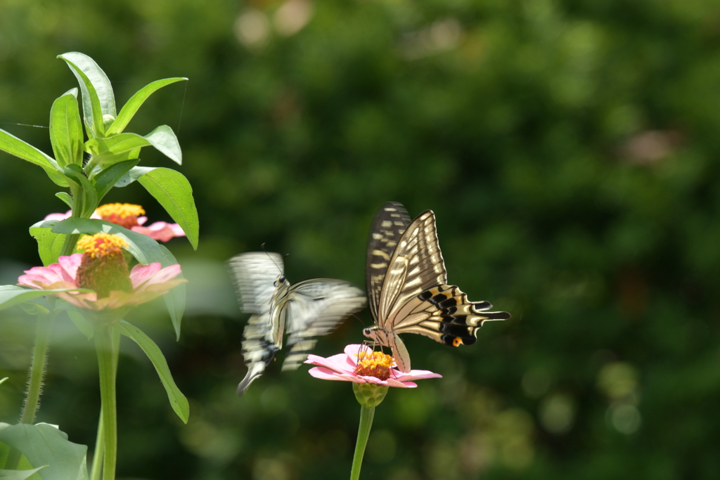 恋の季節CCLXVI！