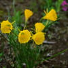 季節の花MCDXLI！