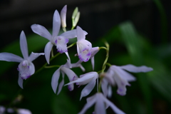 季節の花DCCLVII！
