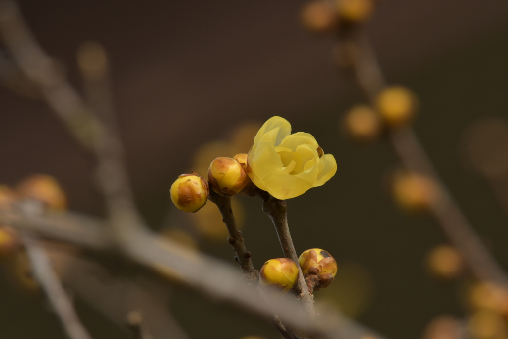 季節の花MDXLVII！