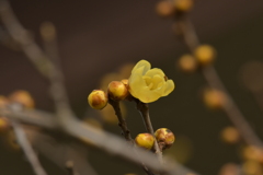 季節の花MDXLVII！