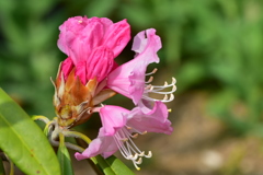 季節の花CL！