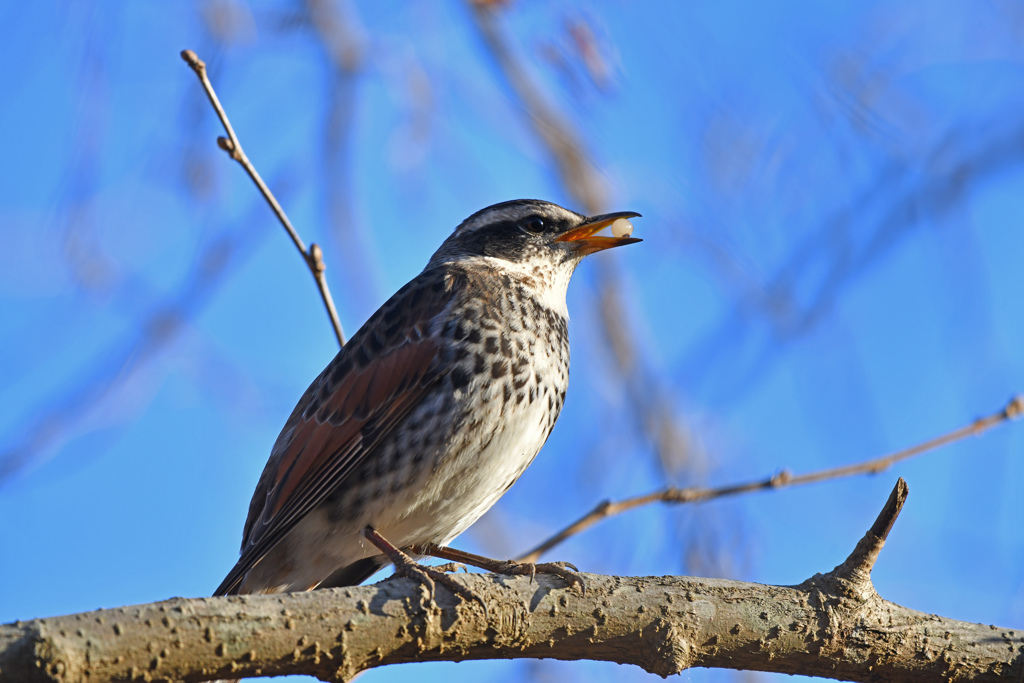 里山の野鳥LXXXIX！