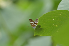 里山の蝶CDXXVII！