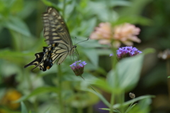 花と蝶II-CXXXII！