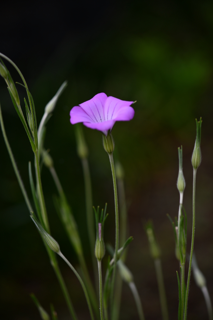 季節の花CMLXXVI！