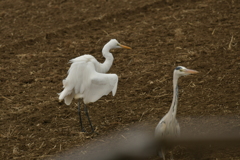 身近にいる野鳥DXXVIII！