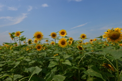 季節の花XVIII！