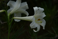 季節の花MXXXVI！