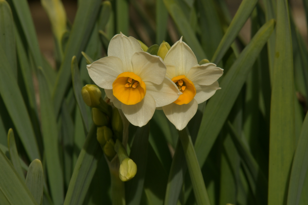 季節の花MDXLVI！