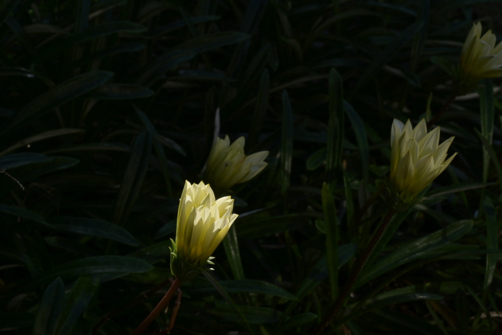 季節の花MCCCXLIV！