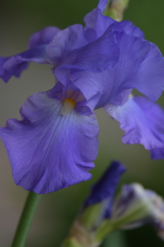 季節の花MCDLXIII！