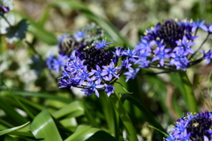 季節の花CDIX！