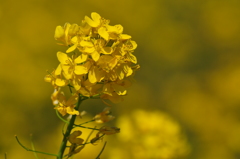 季節の花CXXXV！